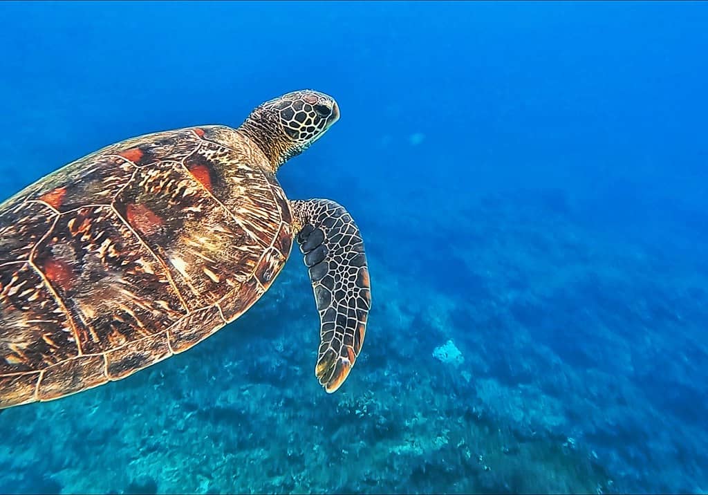 Sea turtles in Liuqiu Island.