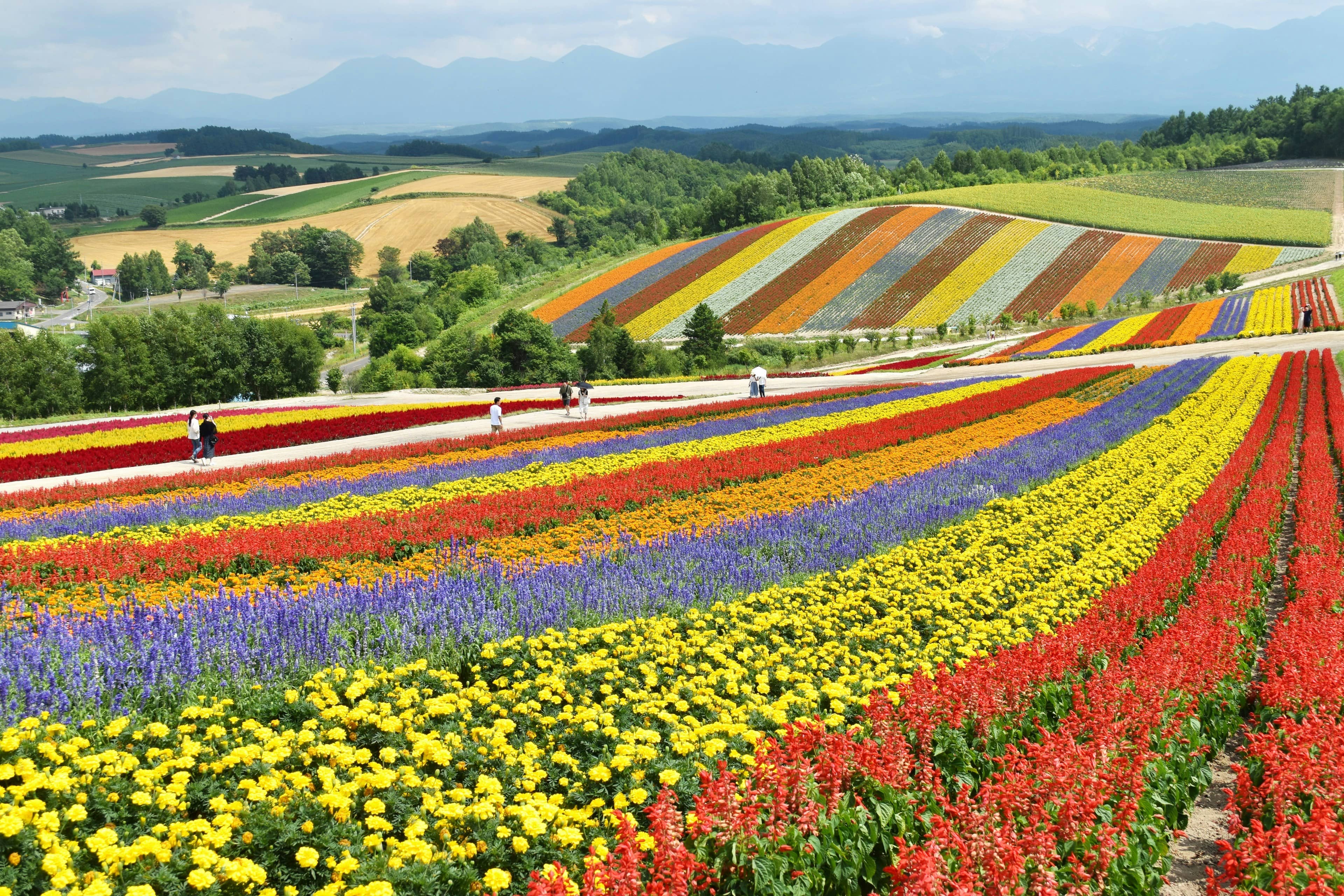 Changing Colors of Hokkaido: Japan's Northern Soul