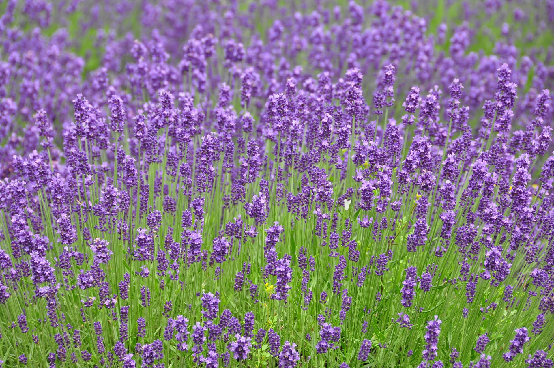 Lavenders in Hokkaido