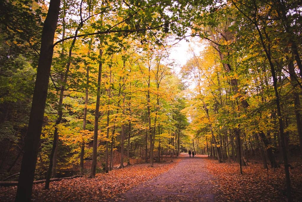 Autumn in Canada is wallpaper worthy.