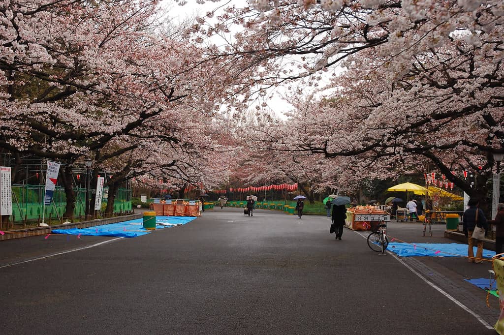 Sakuras blossoming in Ueno Park.